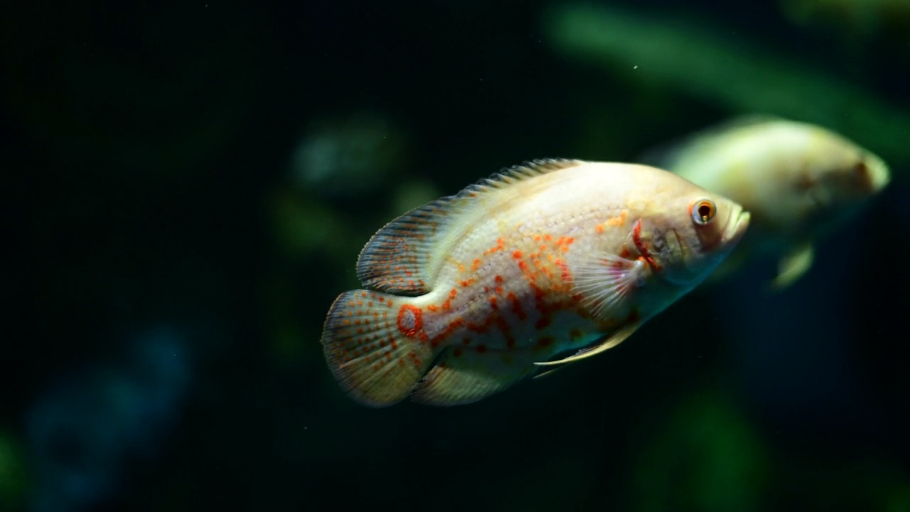 深水鱼活泼水族馆的热带鱼、匙鱼、罗非鱼等多种鱼类，日常生活中可以用泰式鱼来烹饪食物。视频素材