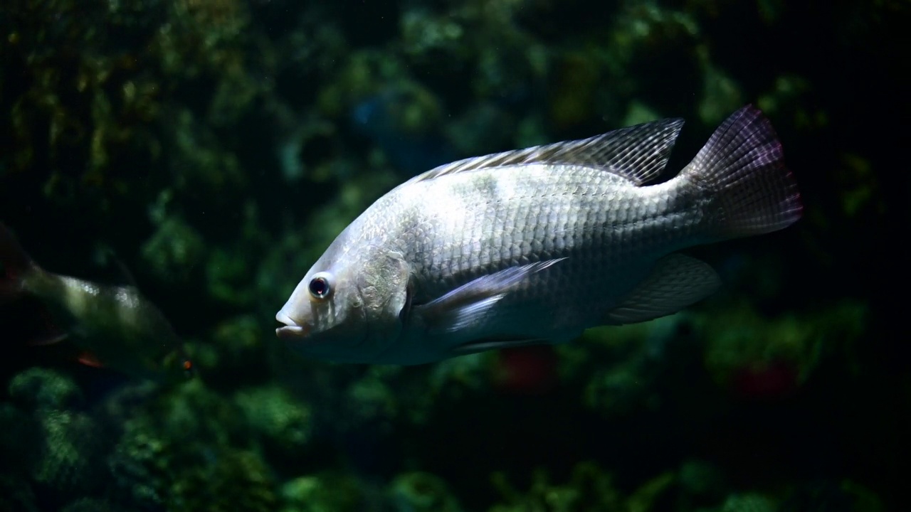 深水鱼活泼水族馆的热带鱼、匙鱼、罗非鱼等多种鱼类，日常生活中可以用泰式鱼来烹饪食物。视频素材