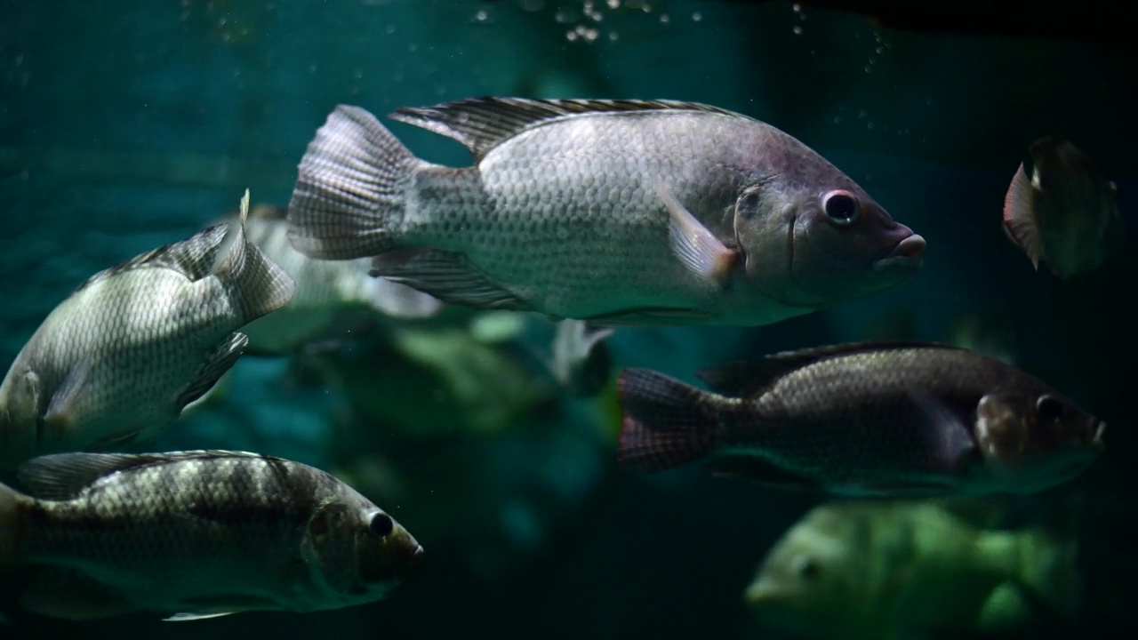 深水鱼活泼水族馆的热带鱼、匙鱼、罗非鱼等多种鱼类，日常生活中可以用泰式鱼来烹饪食物。视频素材