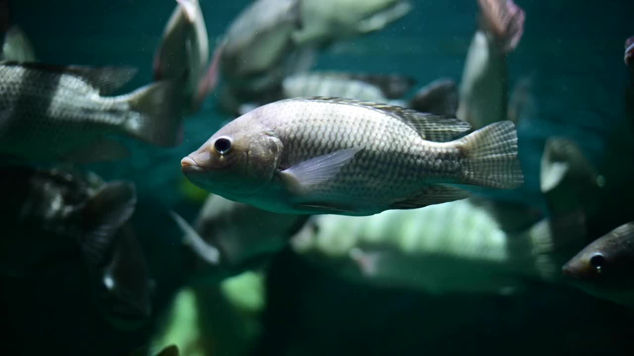 深水鱼活泼水族馆的热带鱼、匙鱼、罗非鱼等多种鱼类，日常生活中可以用泰式鱼来烹饪食物。视频素材