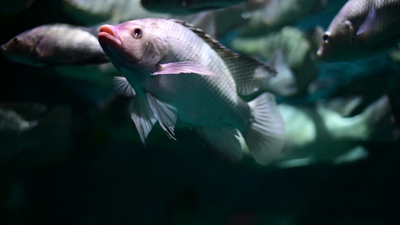 深水鱼活泼水族馆的热带鱼、匙鱼、罗非鱼等多种鱼类，日常生活中可以用泰式鱼来烹饪食物。视频素材