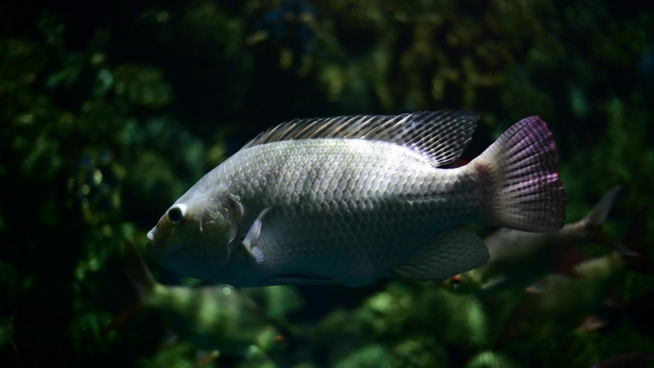 深水鱼活泼水族馆的热带鱼、匙鱼、罗非鱼等多种鱼类，日常生活中可以用泰式鱼来烹饪食物。视频素材