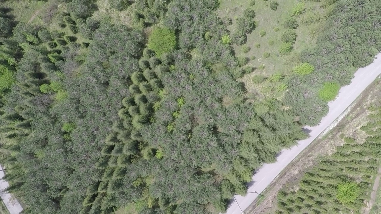 空中的道路和松树视频素材