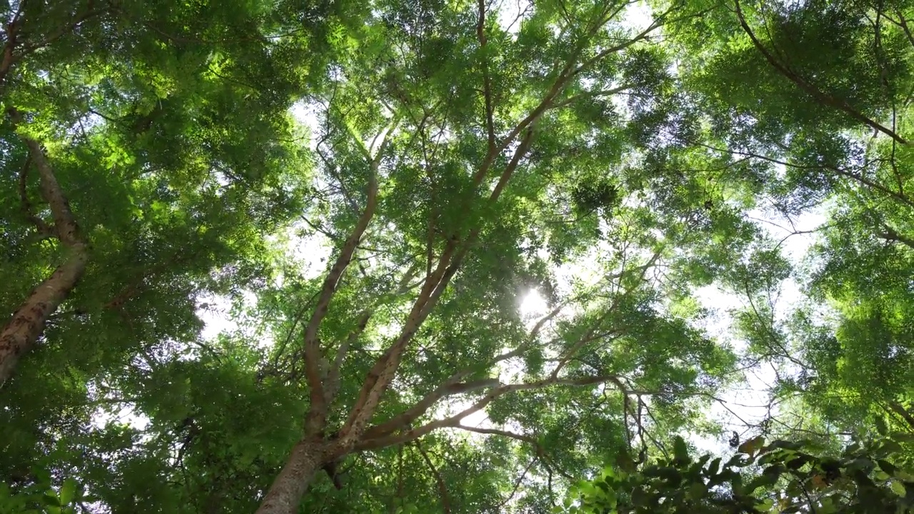 人走POV相机通过绿色的树叶，乡村，林地，美丽的绿色森林视频素材