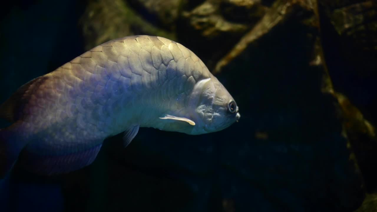 深水鱼活泼水族馆的热带鱼、匙鱼、罗非鱼等多种鱼类，日常生活中可以用泰式鱼来烹饪食物。视频素材