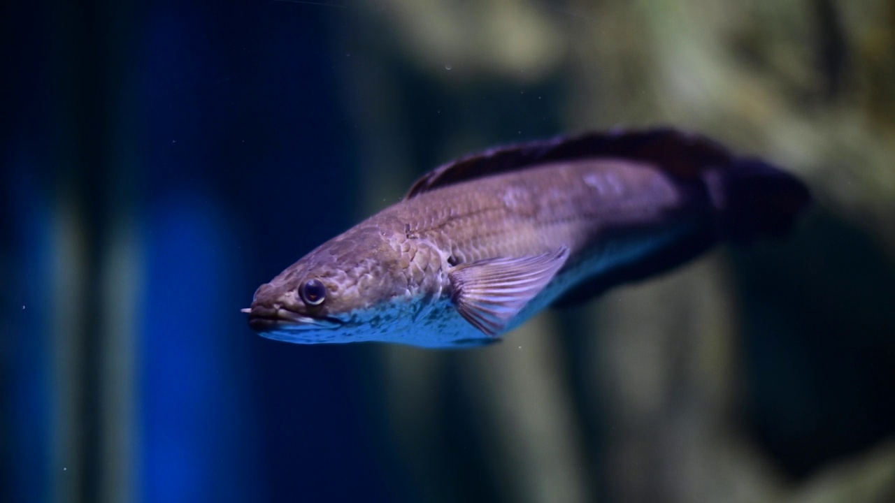 深水鱼活泼水族馆的热带鱼、匙鱼、罗非鱼等多种鱼类，日常生活中可以用泰式鱼来烹饪食物。视频素材