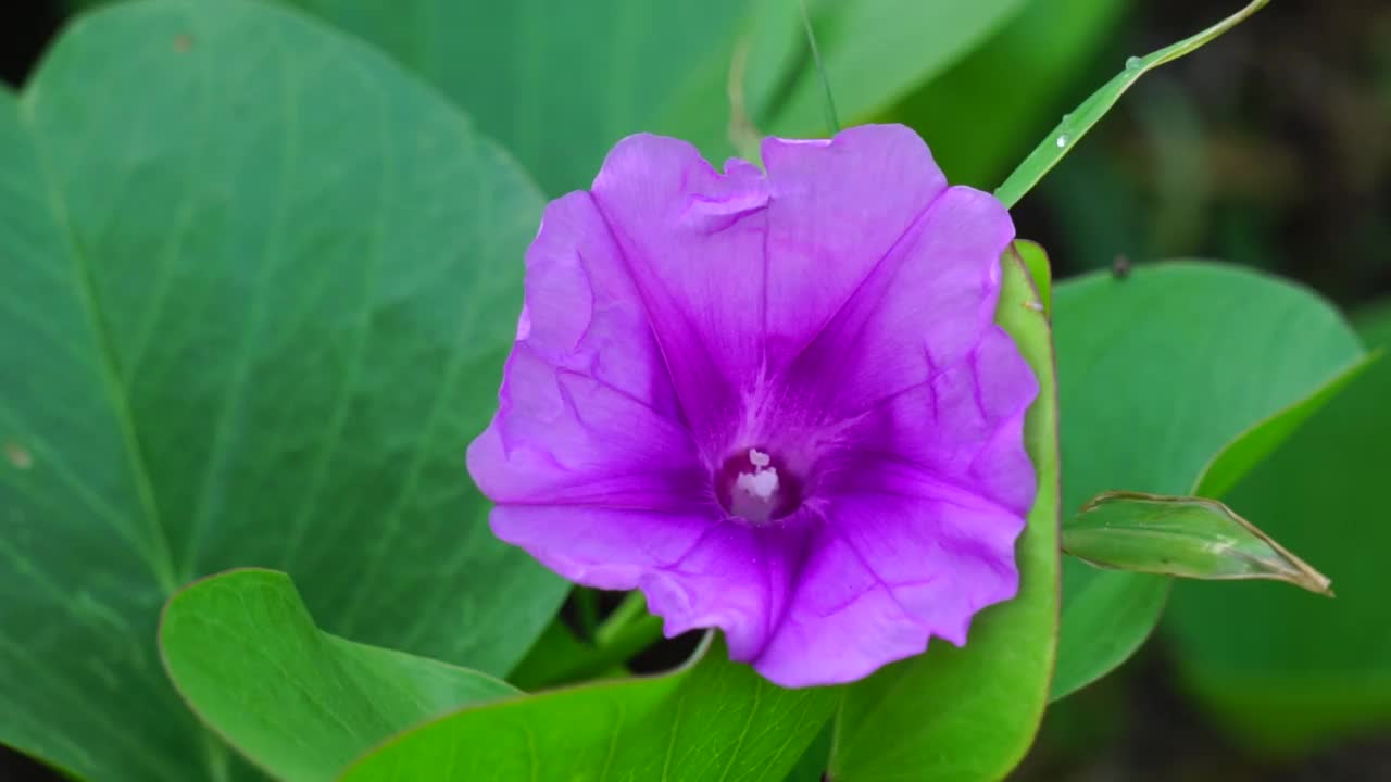 海滩月光花与自然的背景。这种植物通常生长在海滩的一侧视频素材