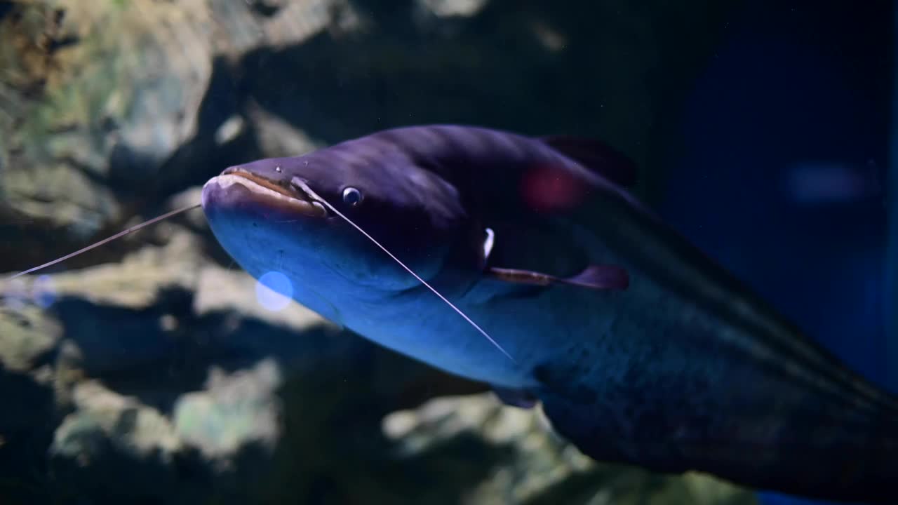 深水鱼活泼水族馆的热带鱼、匙鱼、罗非鱼等多种鱼类，日常生活中可以用泰式鱼来烹饪食物。视频素材