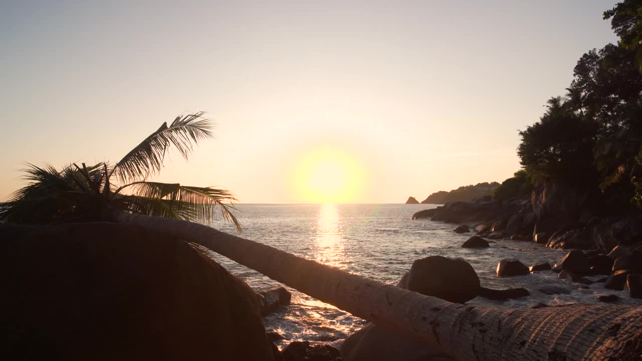 棕榈树的剪影，热带海滩岛在佛罗里达州迈阿密的夏天。副本的空间。视频素材