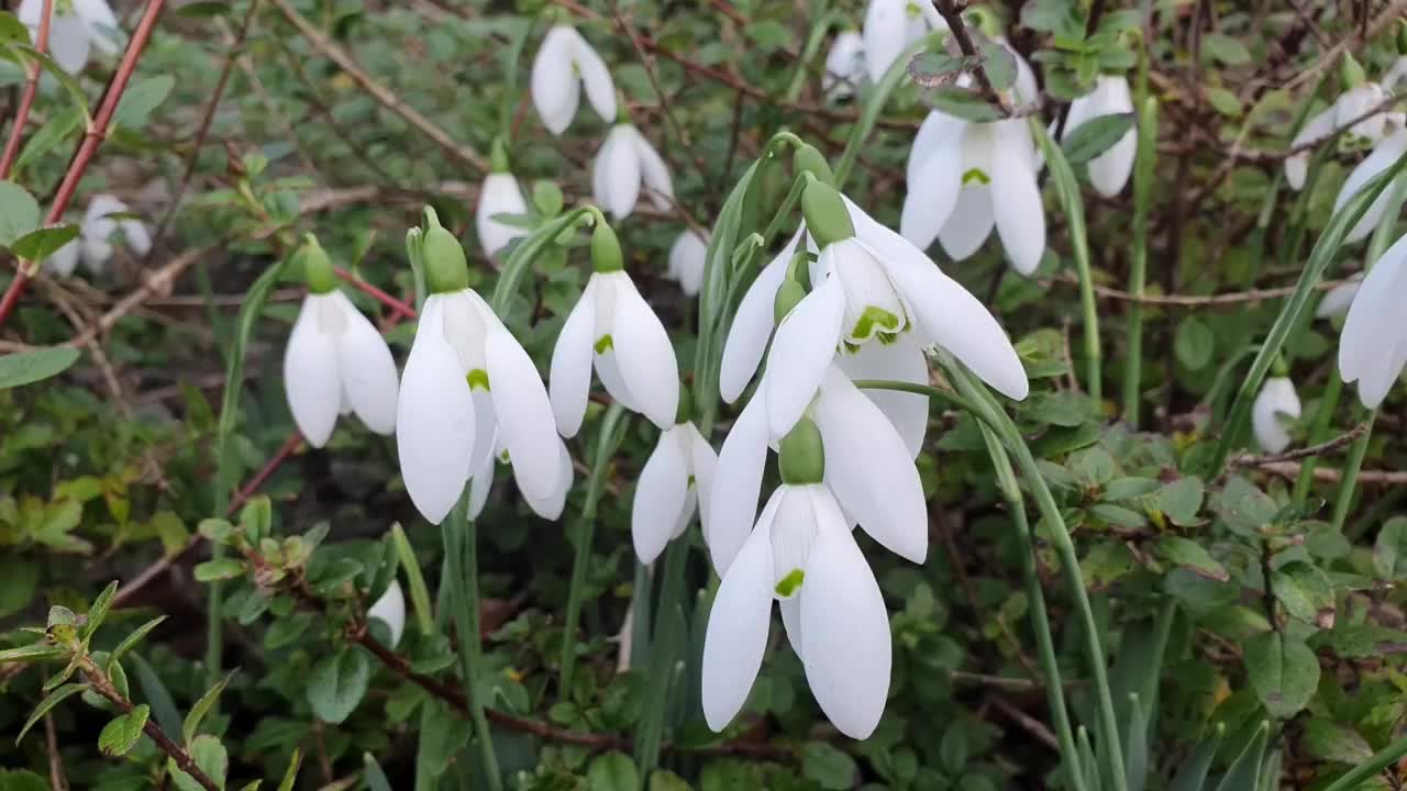 雪花莲(雪花属elwesii)“业务夫人”视频素材