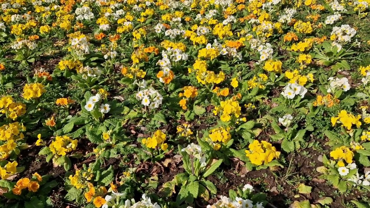 报春花(报春花)植物的春季花圃视频下载