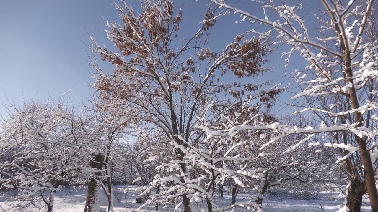 冬天的雪景。视频素材