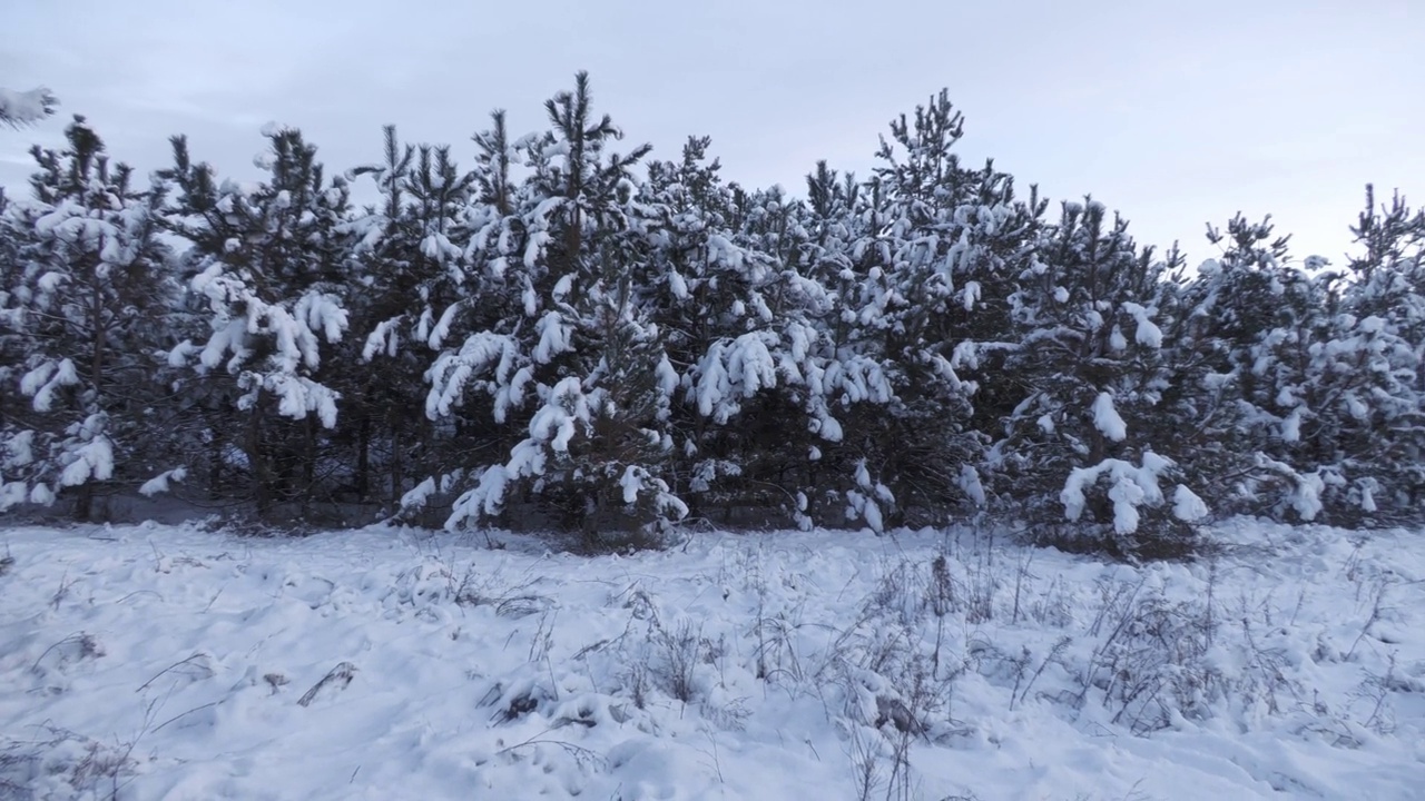 冬天的雪景视频素材