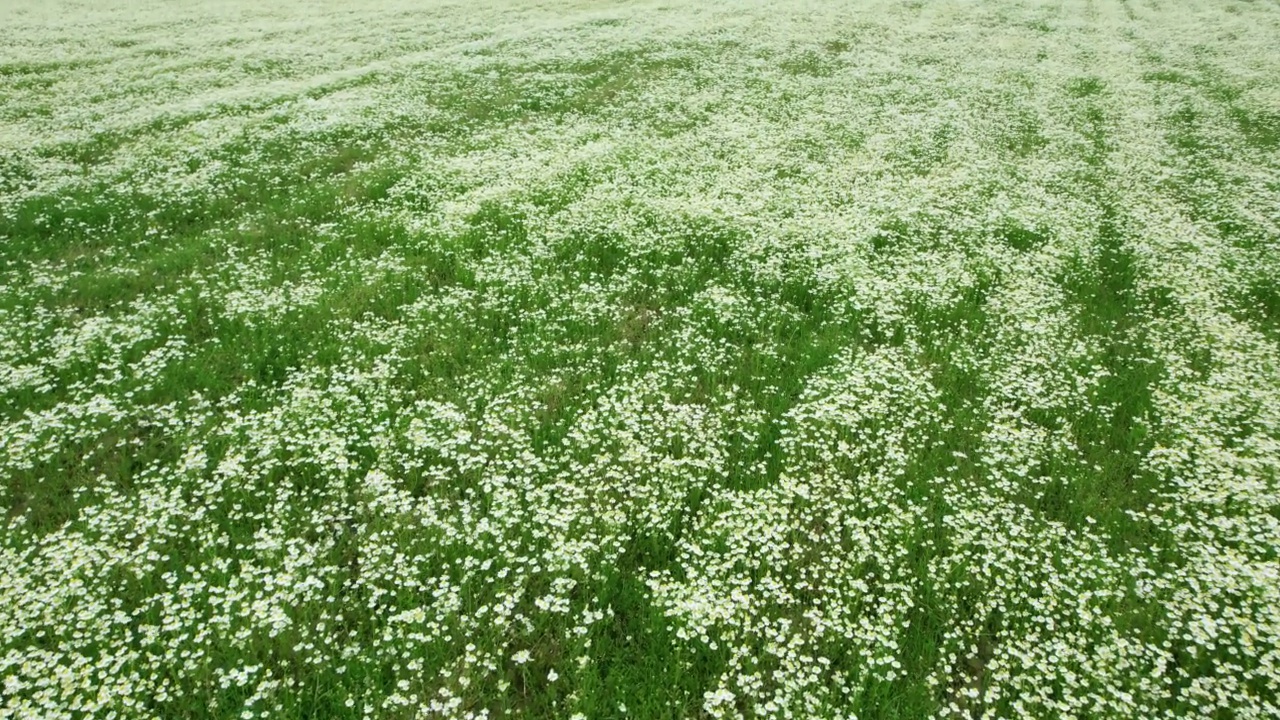 鸟瞰图甘菊田。雏菊花。美丽的自然景观，盛开的药用甘菊。阳光明媚的一天。夏季草本花，洋甘菊背景。田野里盛开的鲜花视频素材