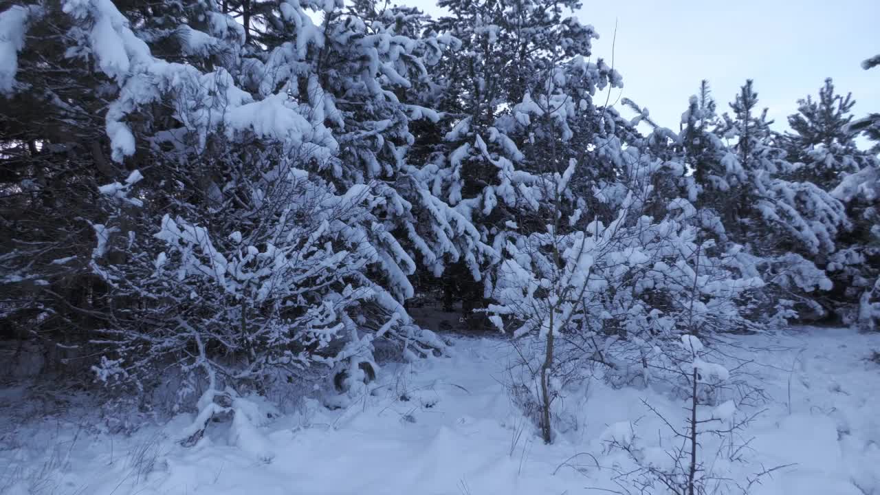 冬天的雪景视频素材