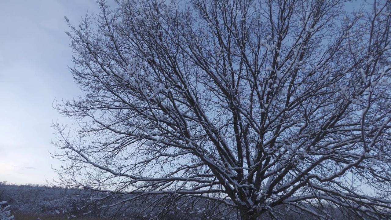 冬天的雪景视频素材