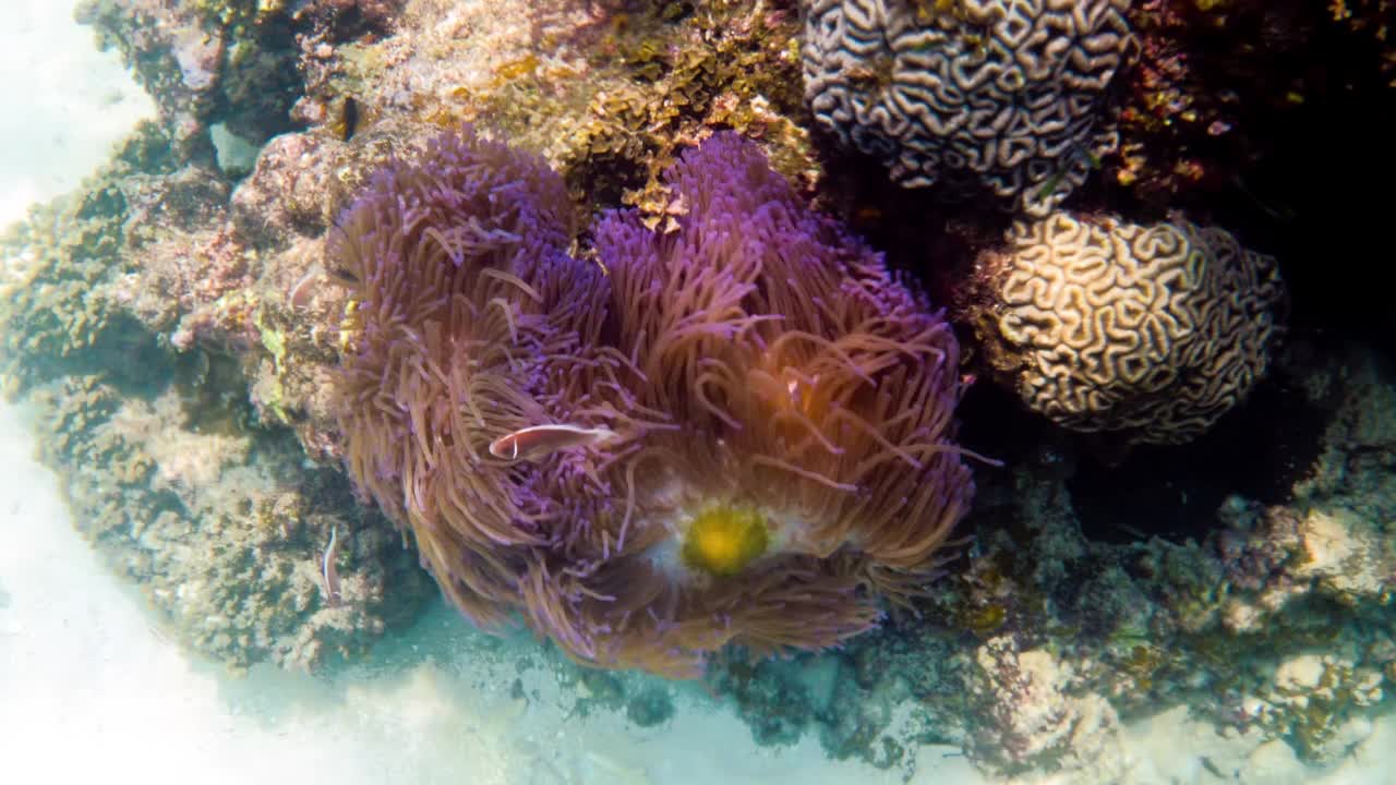 在宿主海葵的触须之间游动的角朊鱼或海葵鱼视频素材