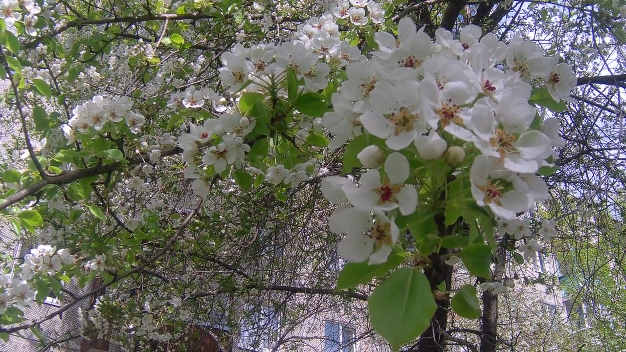 樱花视频素材