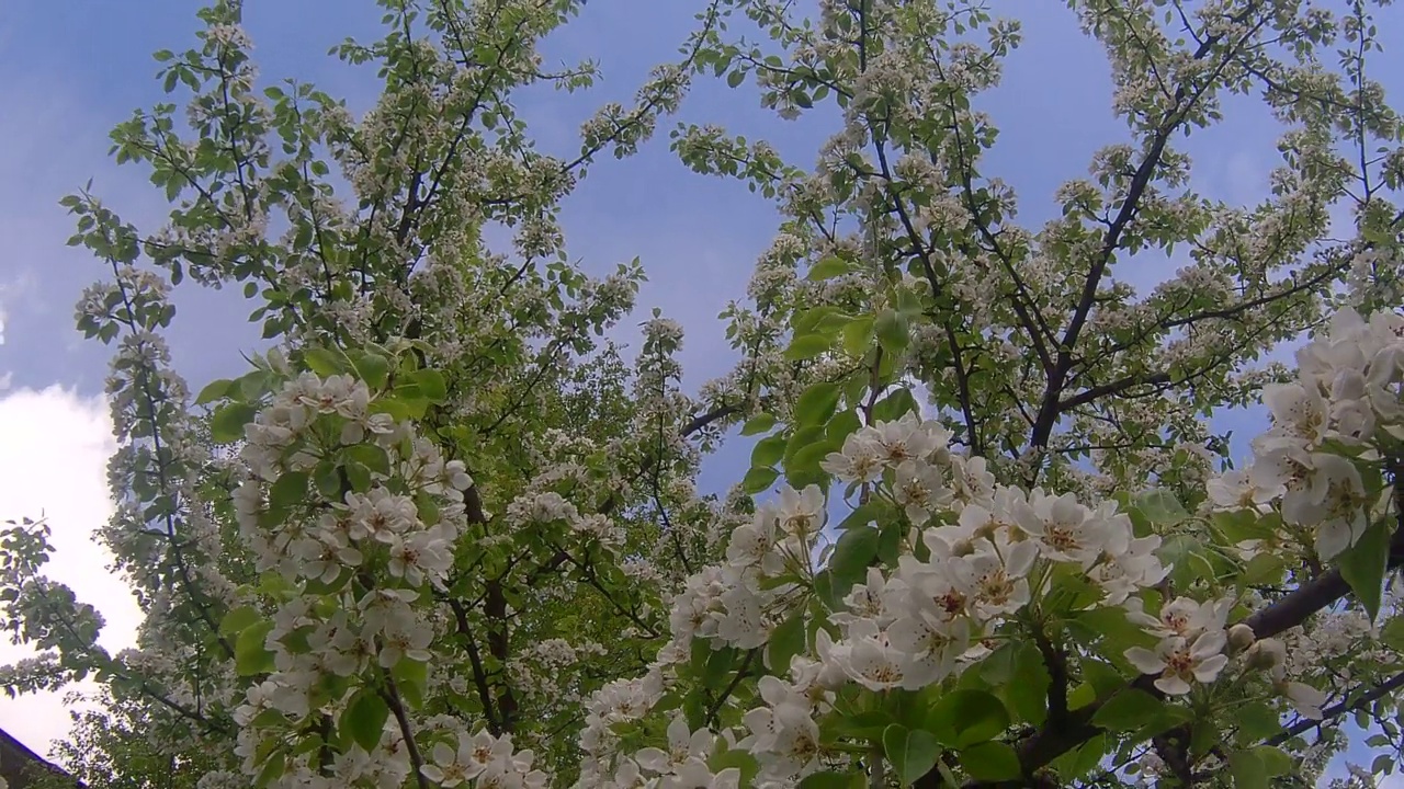 果树开花视频素材