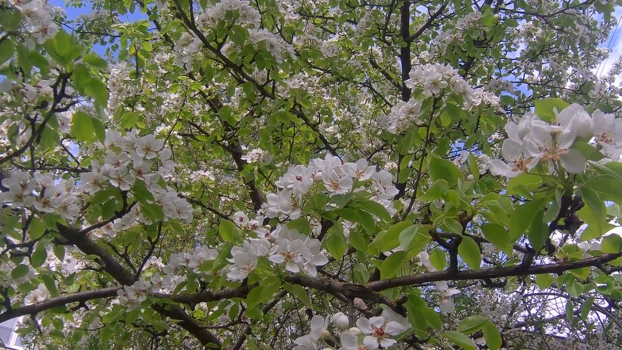 苹果树视频素材