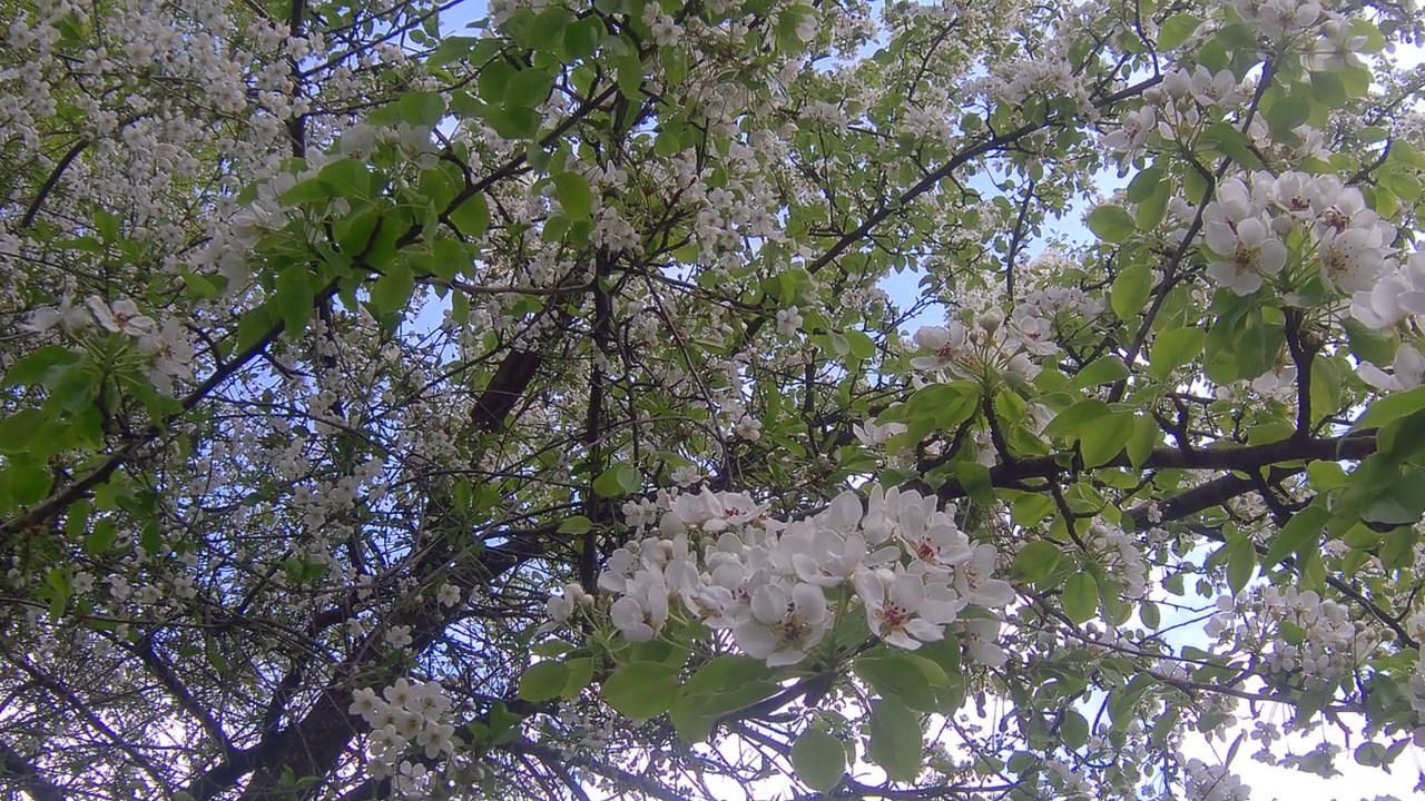 春天开花的树视频素材