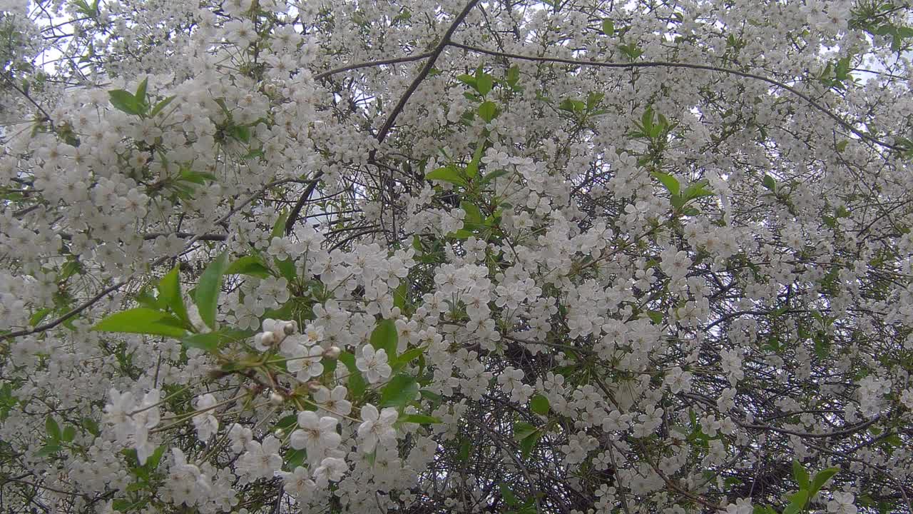 苹果园视频素材