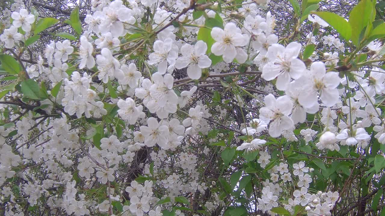 苹果花视频素材