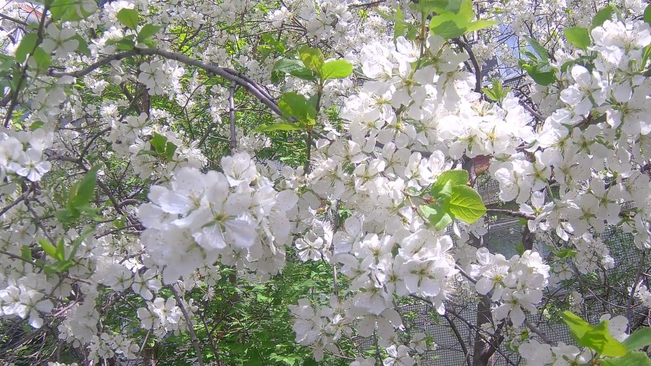 春天开花视频素材