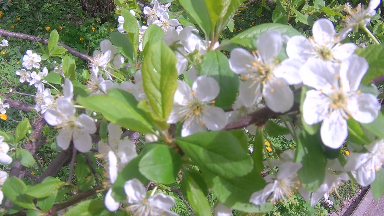 白色花瓣苹果视频素材