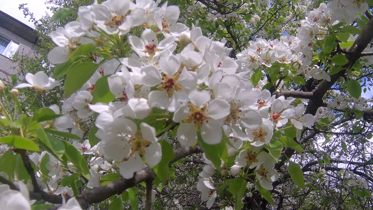 苹果的花瓣视频素材