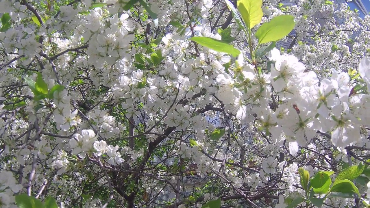 在苹果园里开花视频素材