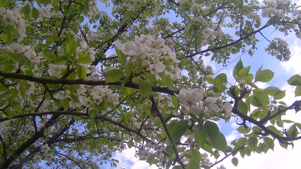 花瓣白色的苹果视频素材