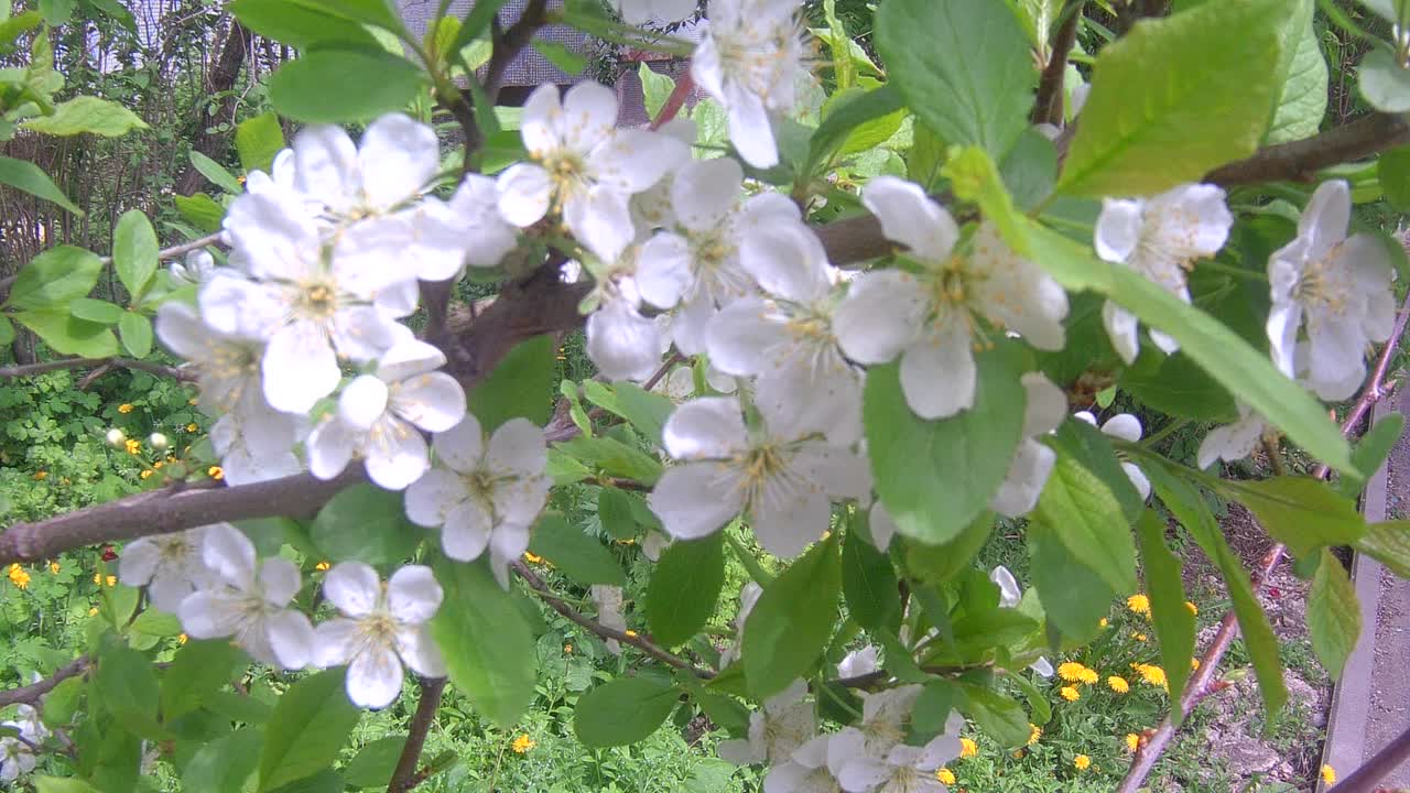 苹果树花视频素材