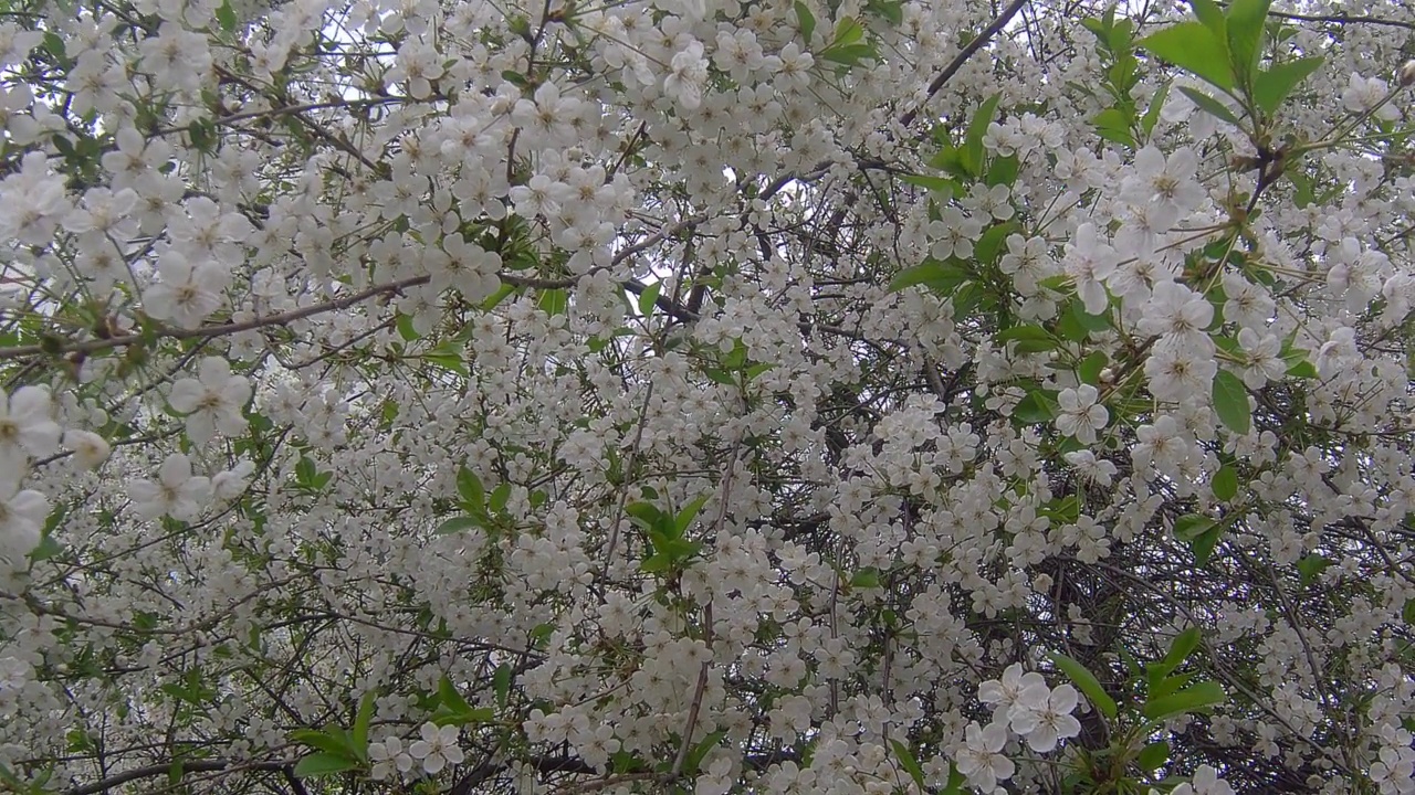 樱花视频素材