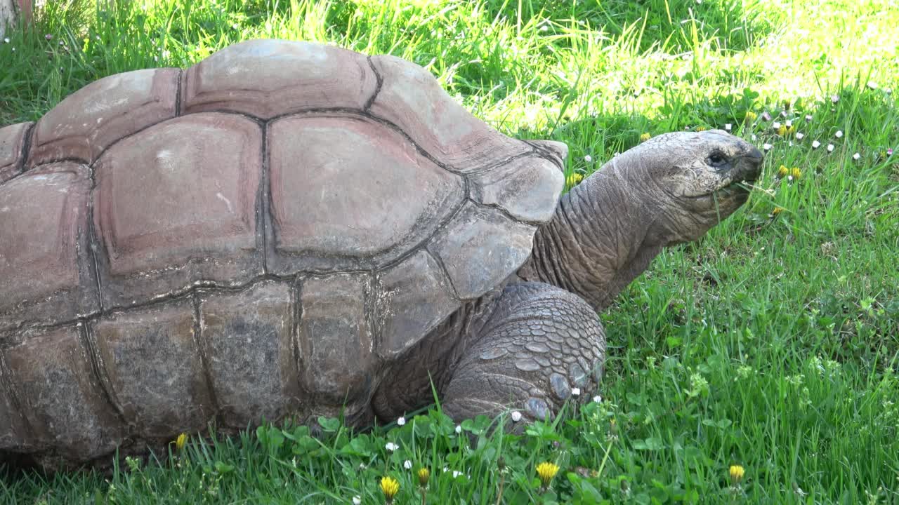 亚达伯拉巨龟(Aldabrachelys gigantea)吃草视频素材