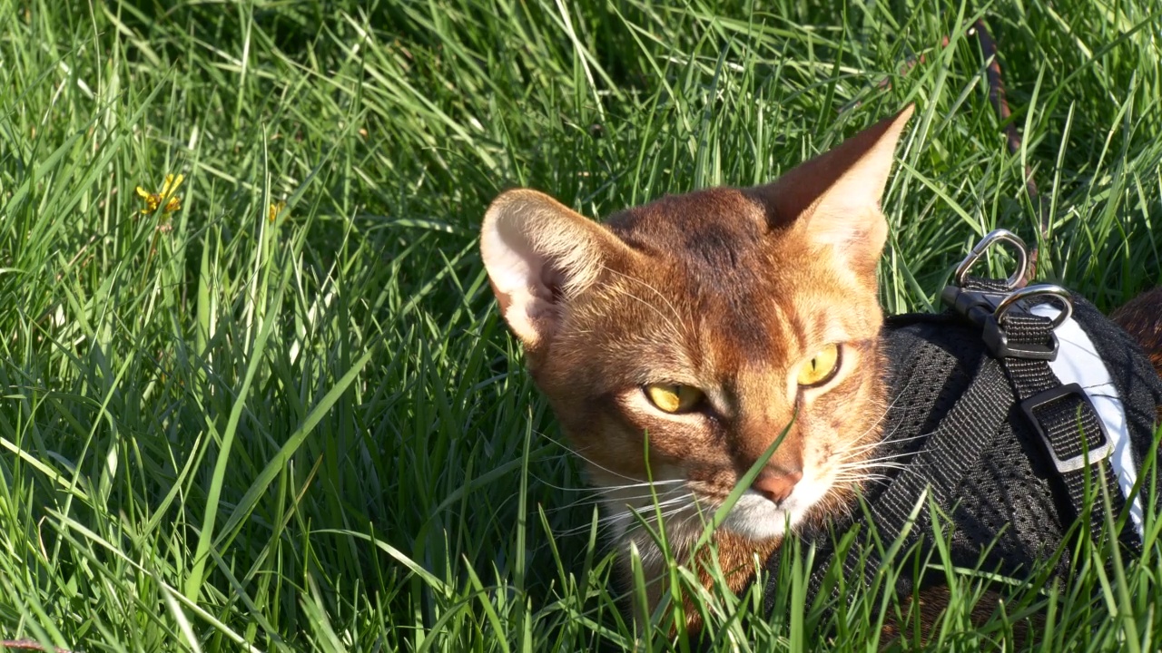 可爱的家阿比西尼亚猫在绿色草地的特写视频素材