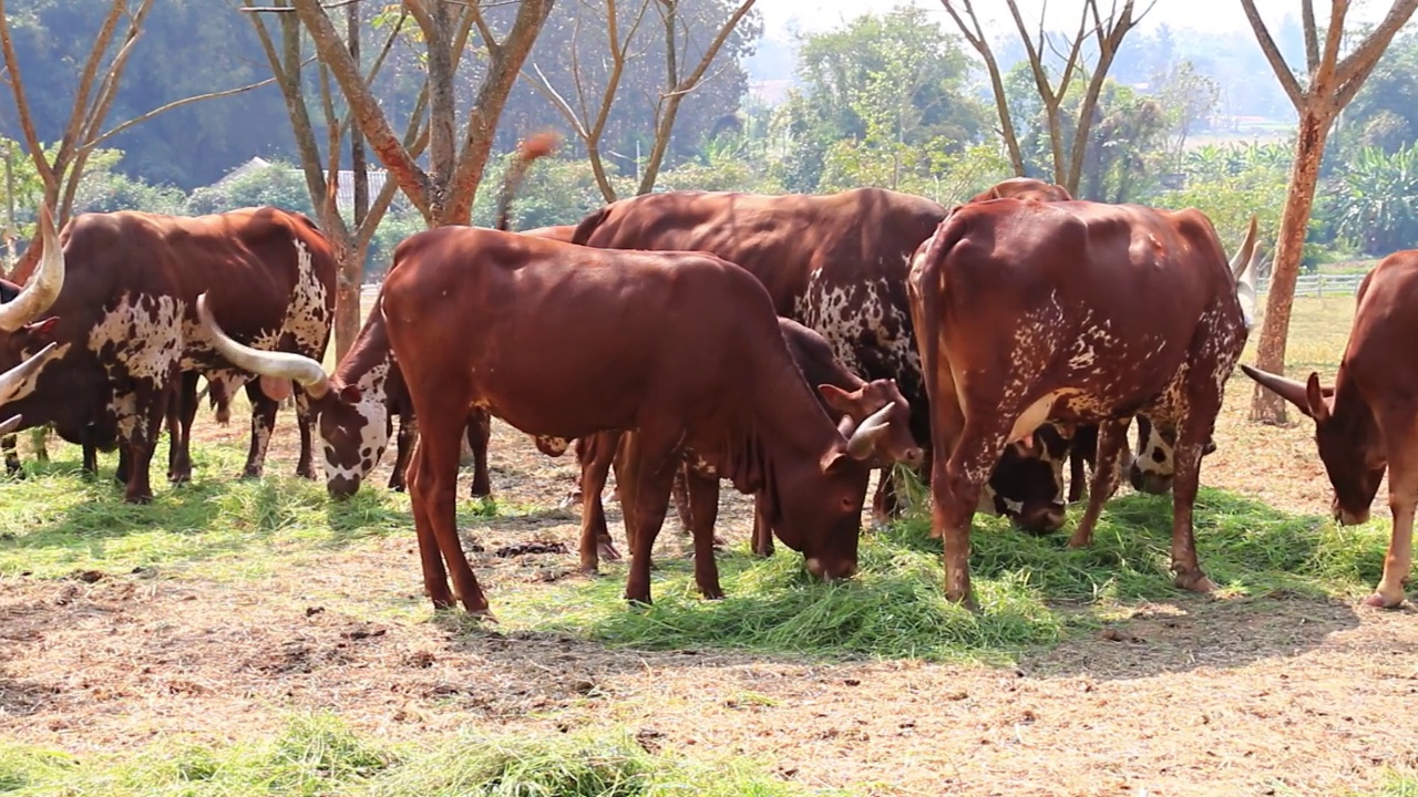 瓦图斯牛群(Ankole-Watusi)在畜牧场吃草视频下载