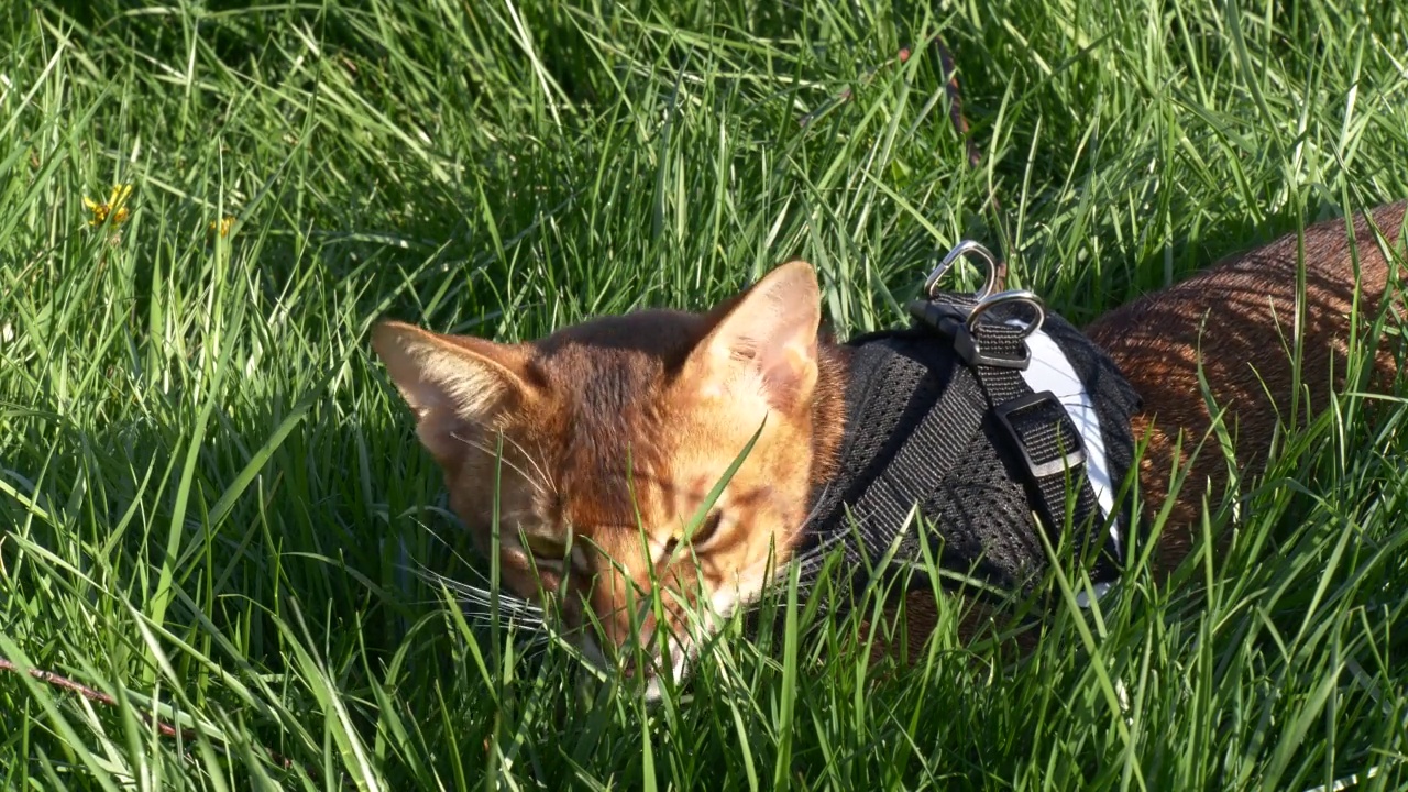 可爱的家阿比西尼亚猫在绿色草地的特写视频素材