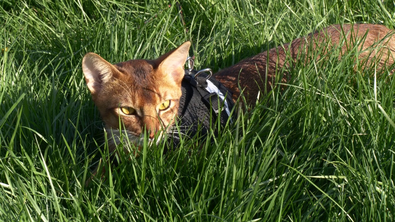 可爱的家阿比西尼亚猫在绿色草地的特写视频素材