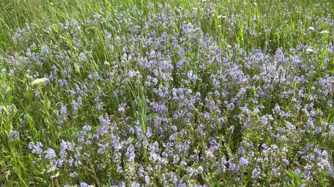 蓝色的野花在绿草草坪上。视频素材