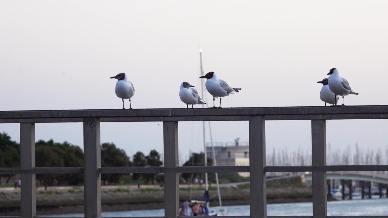 海鸥在桥的栏杆上，映衬着大海的景色。视频素材