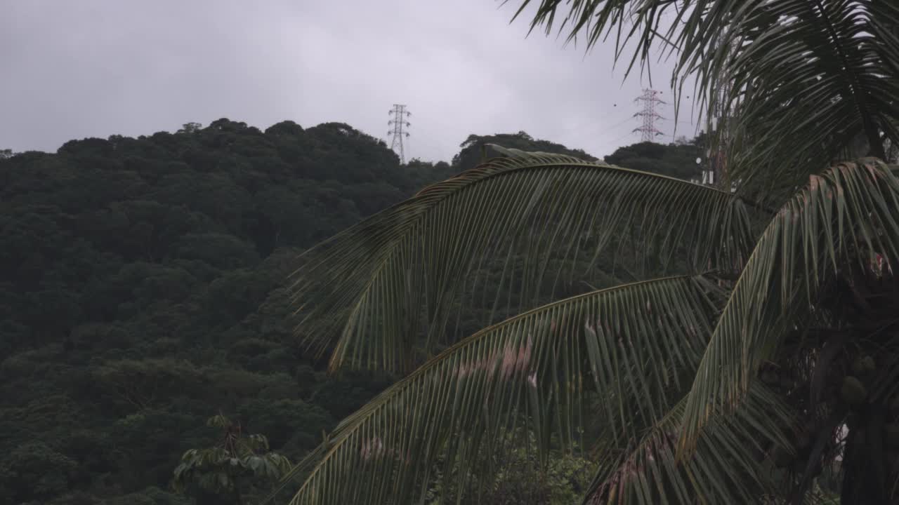 椰子树和雨林视频下载