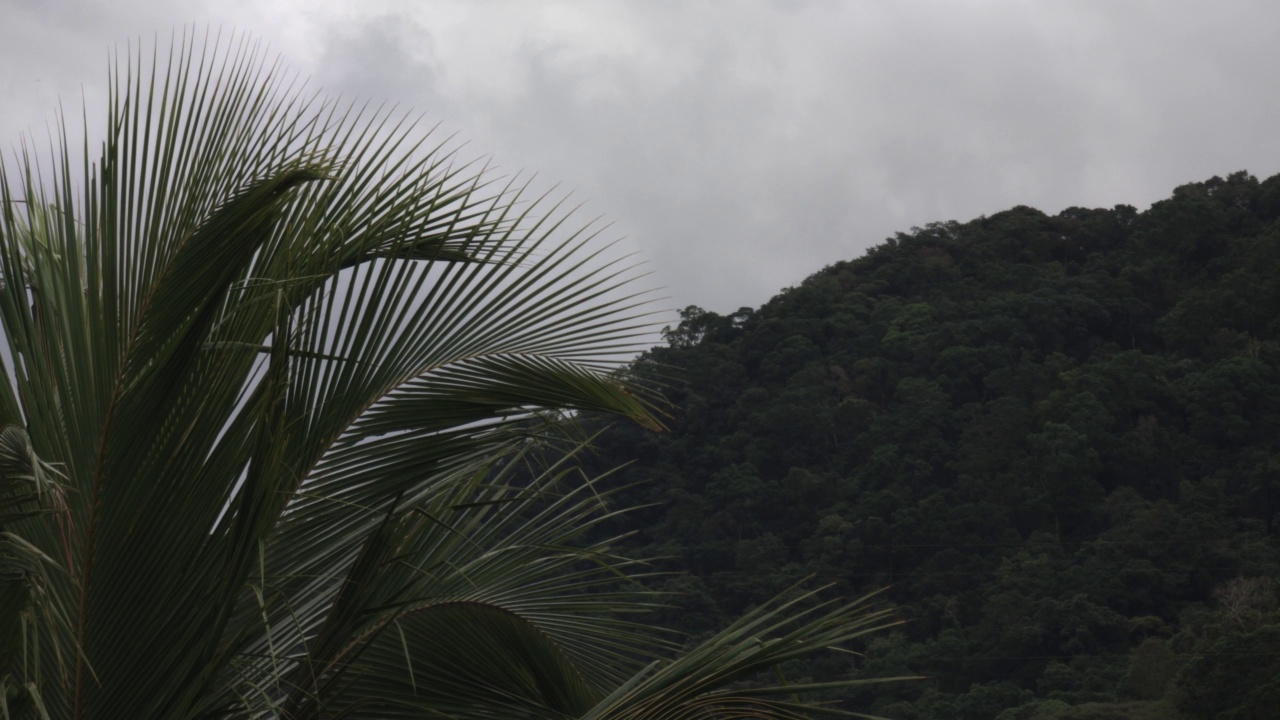 椰子树和雨林视频素材