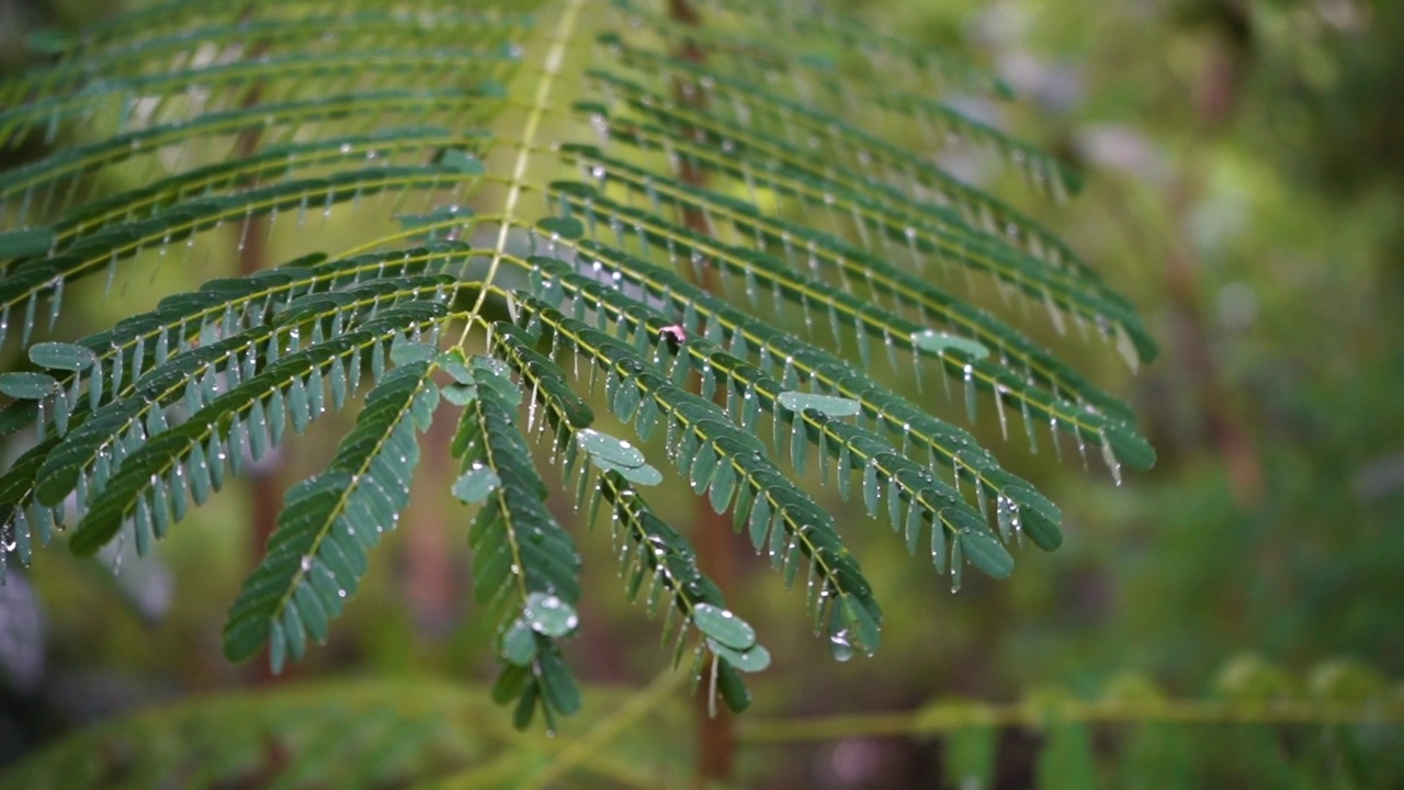 绿叶上的雨滴视频素材