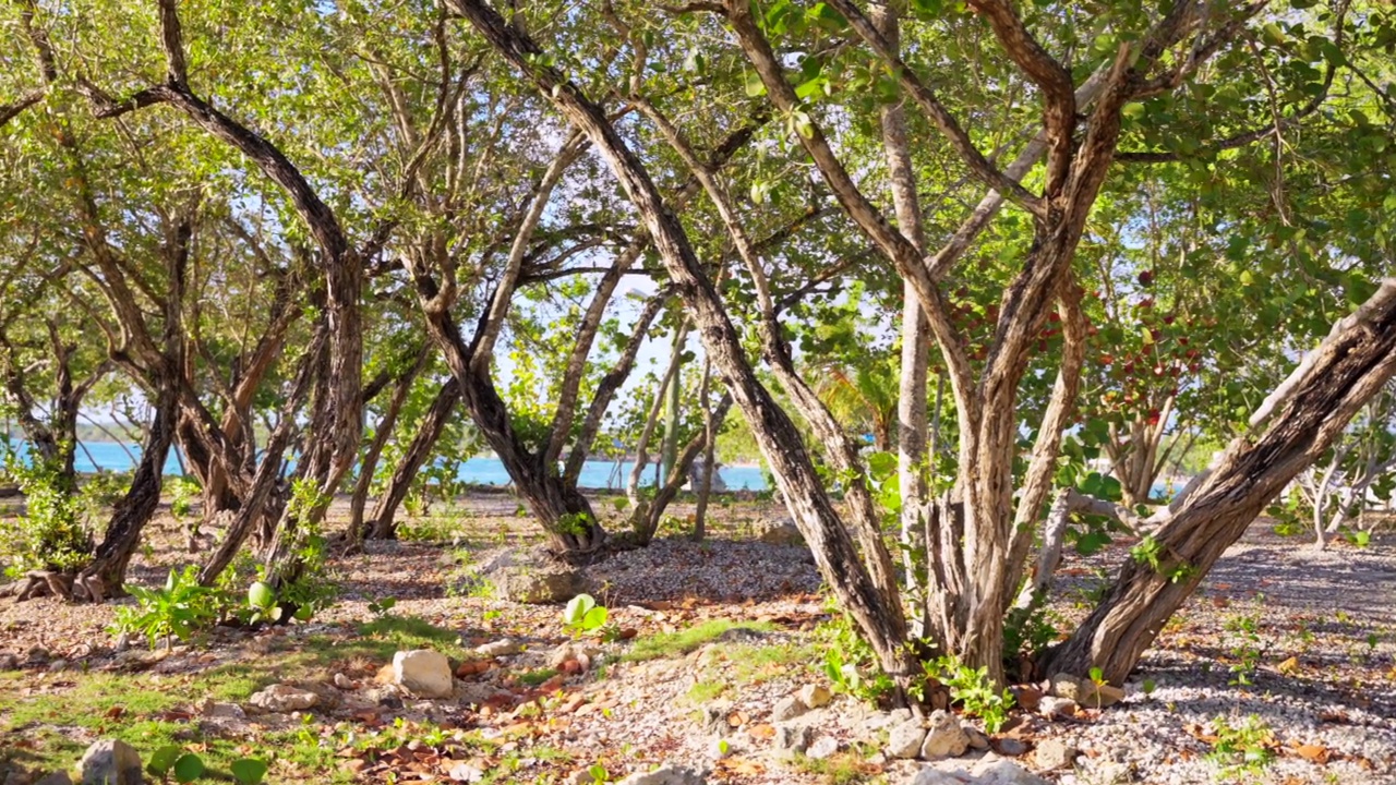 低矮的树枝构成了美丽的小树林。Bayahibe、多米尼加共和国视频素材