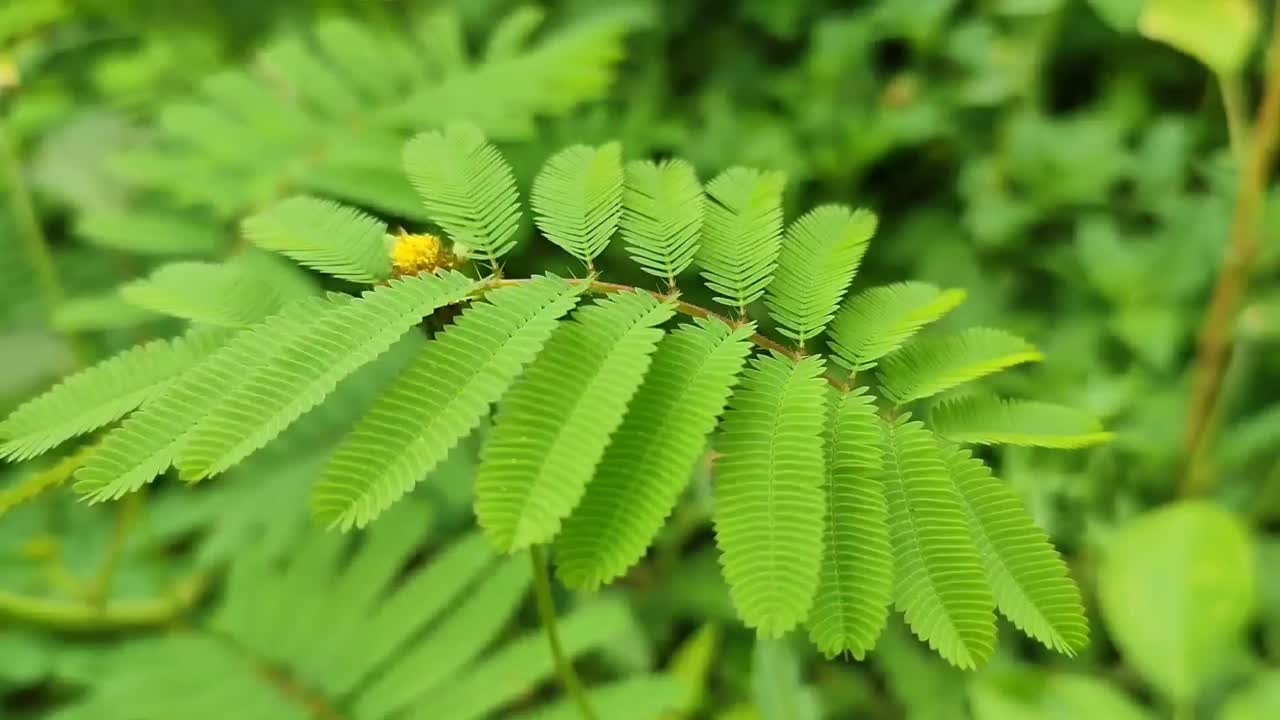 含羞草敏感触摸视频下载