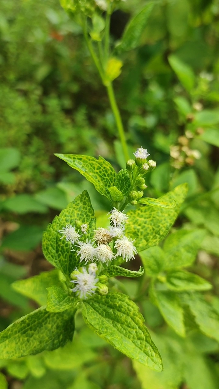 野生白花视频下载