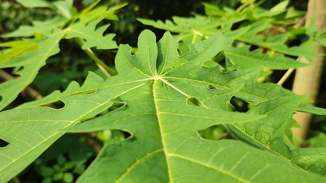 木薯叶视频下载