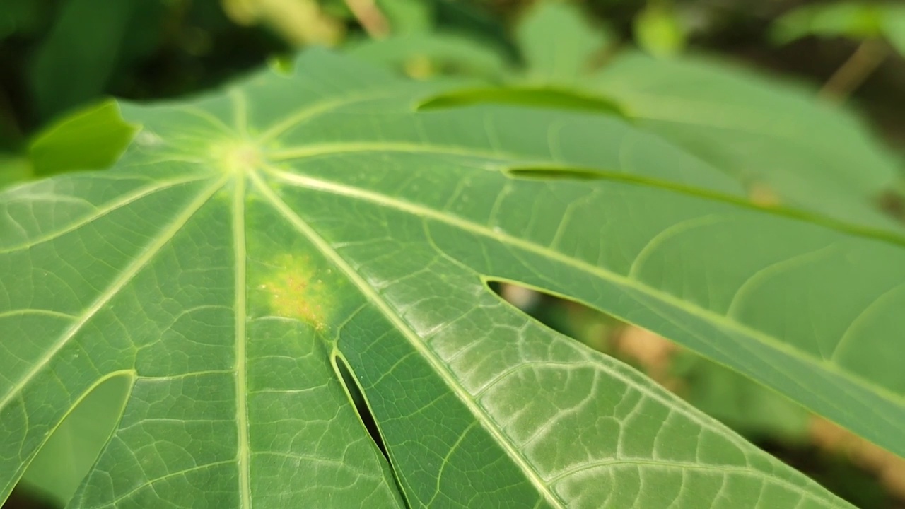 木薯叶视频下载