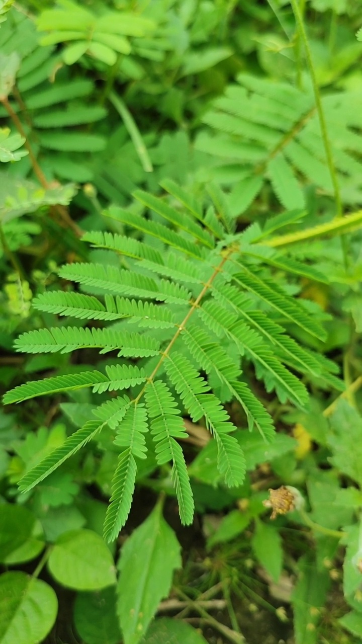 含羞草敏感触摸视频下载